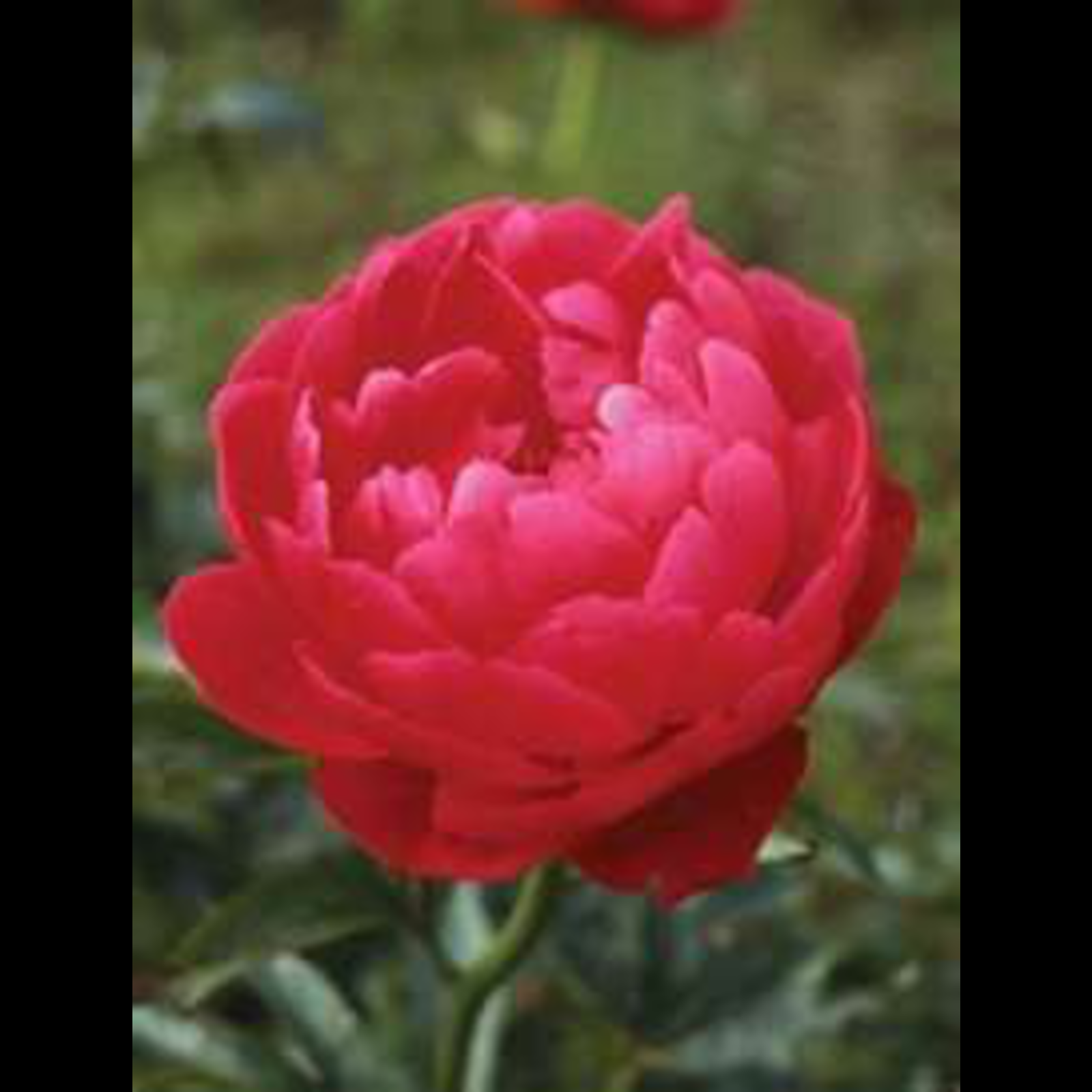 Coral Fay Peony